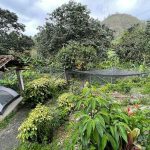 Finca Cultura (Vegan Homestead)