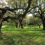 Alentejo Community Portugal