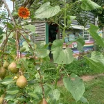 The Garden