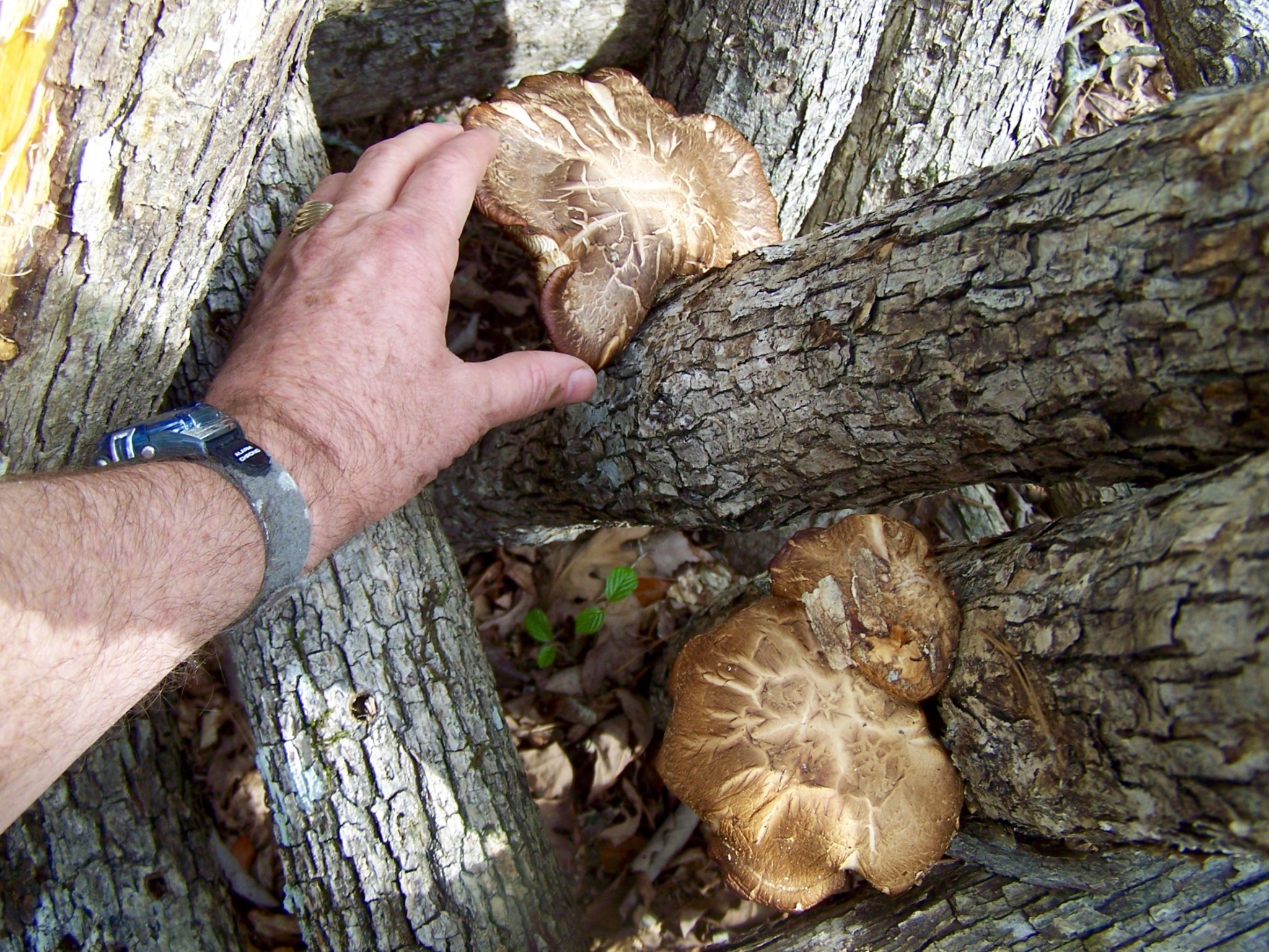 Shiitake Mushroom Harvest Fellowship for Intentional Community